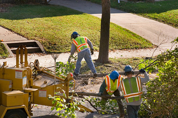  Elwood, NY Tree Removal and Landscaping Services Pros